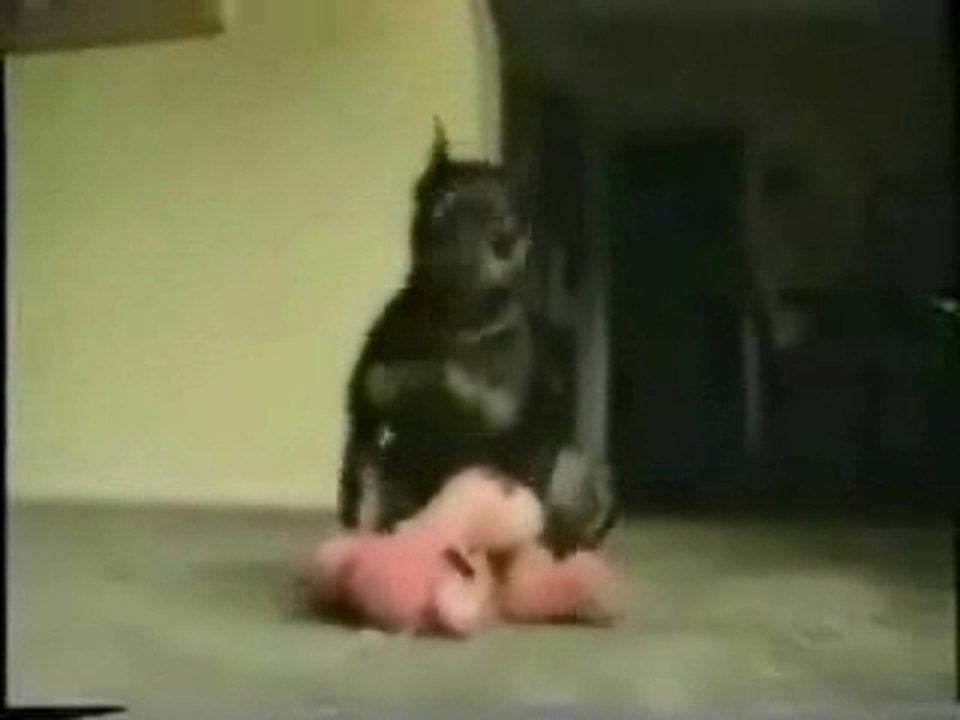 Animal-sexe