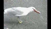 [+18 ~ Sexy Funny Girl]Seagull Eats Hot Dog Whole