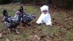 [+18 ~ Sexy Funny Girl]Adorable Baby Dressed as Lamb Confuses Chickens
