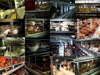 The egg industry after the EU canceled battery cages