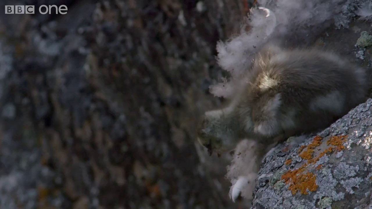barnacle goose Base Jumping