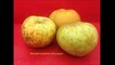 pommes du Val de Loire : les variétés du verger du val de Baule