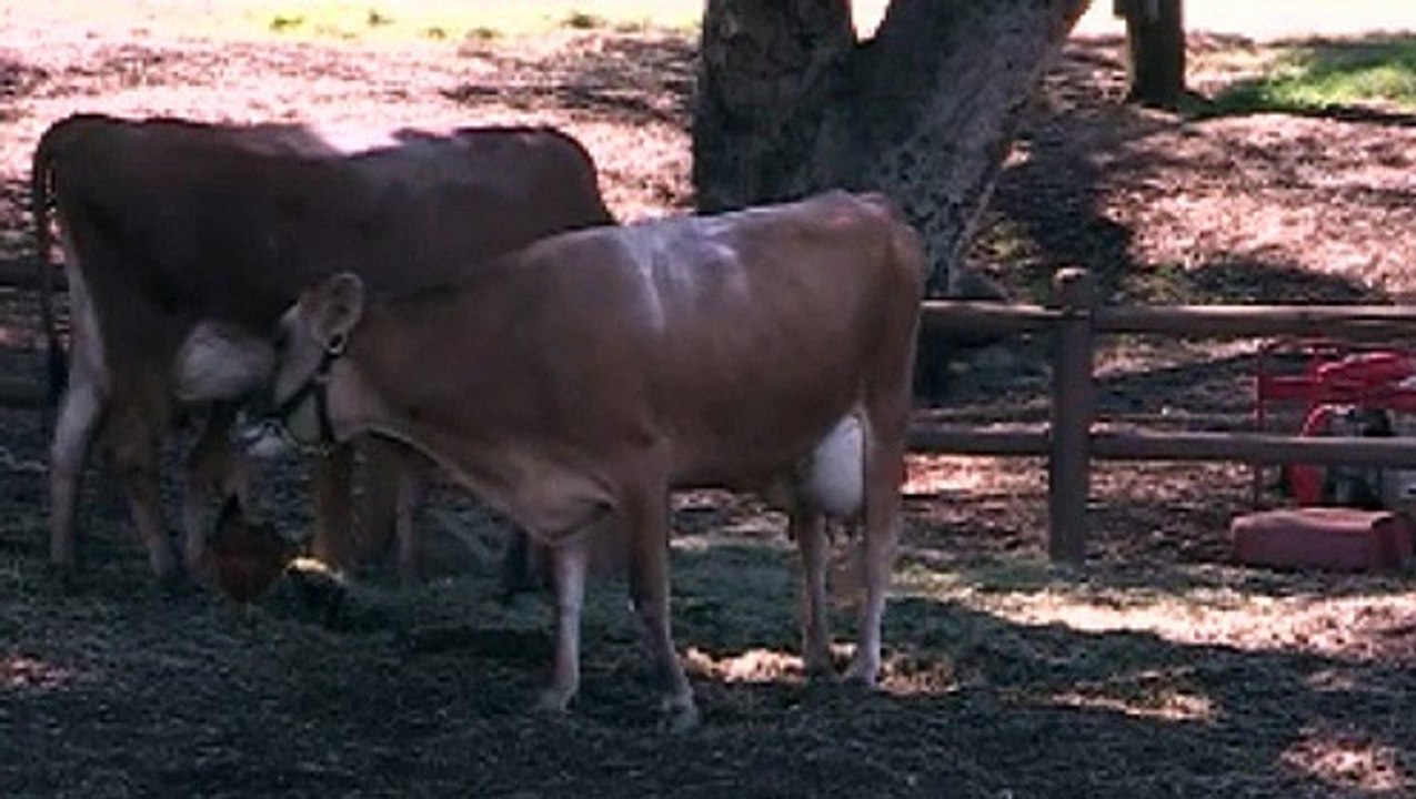 Cash Cow Cam With Added Audio .. 10-28-14