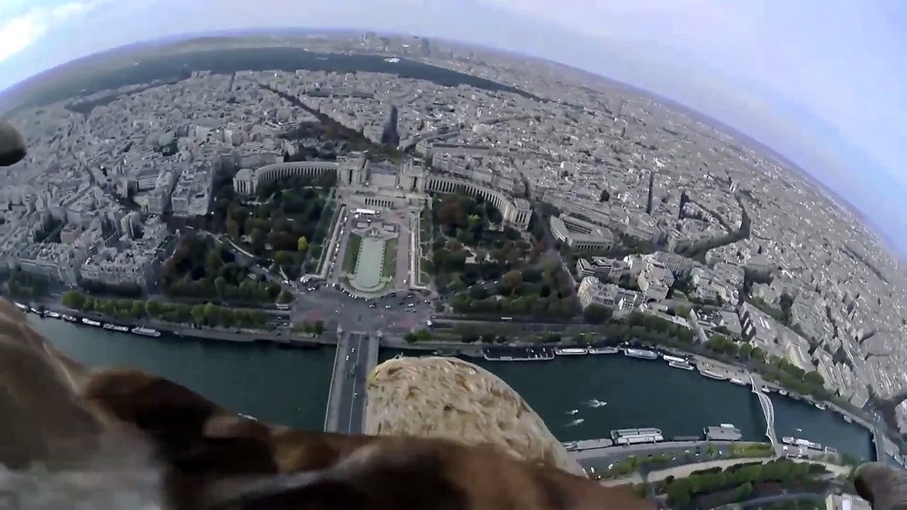 Un aigle vole au dessus de Paris