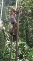 Un grand-père grimpe et descend d'un arbre comme un singe