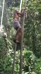 Un grand-père grimpe et descend d'un arbre comme un singe