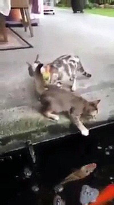 Une carpe attaque un chat
