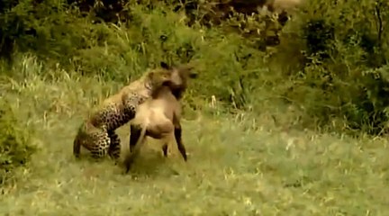 Tek seferde iki kere avlanan leopar