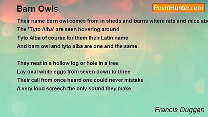 Francis Duggan - Barn Owls