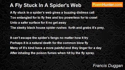 Francis Duggan - A Fly Stuck In A Spider's Web