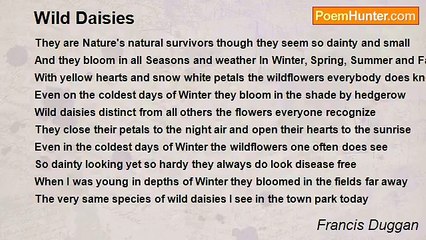 Francis Duggan - Wild Daisies