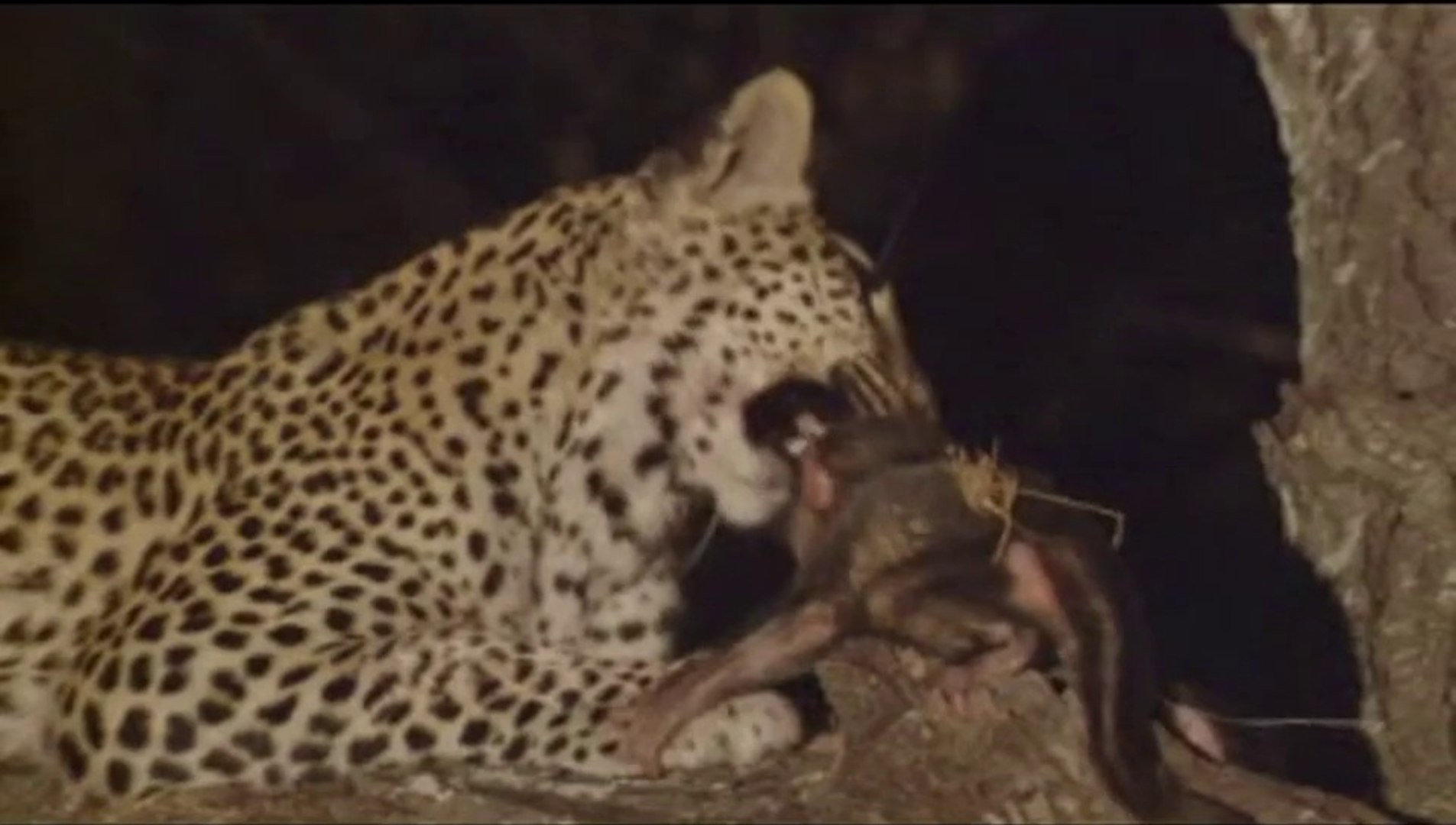 Leopar Legadema Nin Merhameti Leoparin Gozleri Dailymotion Video