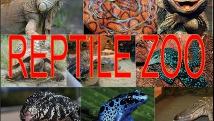AMAZING REPTILE ZOO! (PART 1)