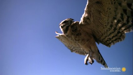 Hız Öldürür! | Havada En İyi 5 Av
