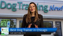 Best Dog Trainer in Chicago Schaumburg         Exceptional         5 Star Review by Theresa A.