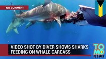 Amazing underwater video shows six sharks feeding on a dead whale.
