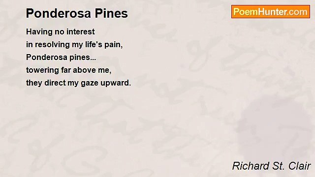 Richard St. Clair - Ponderosa Pines