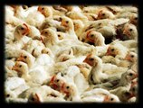 Chickens in the meat industry are genetic freaks