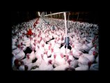 Turkeys in the meat industry are prisoners in their own bodies