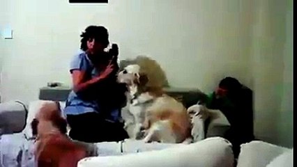 It s Funny   Dog Save A Child From His Mom