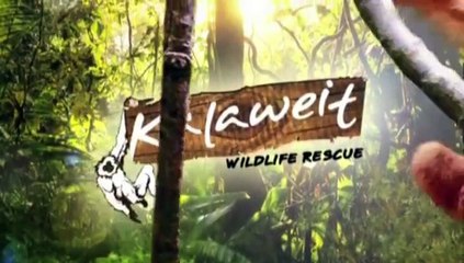 Promo Episode 11 "Kalaweit Wildlife Rescue"