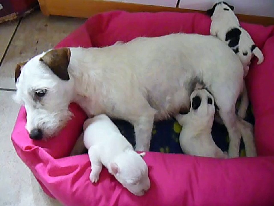 1ère portée de Caly en 2011 (chiots 4j)