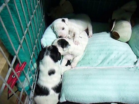 1ère portée de Caly en 2011 (chiots 23j)