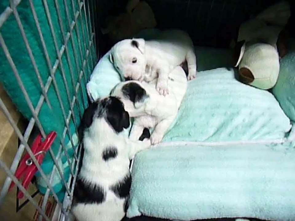 1ère portée de Caly en 2011 (chiots 23j)