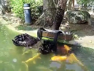 Amazing How Different Animals Help Each Other