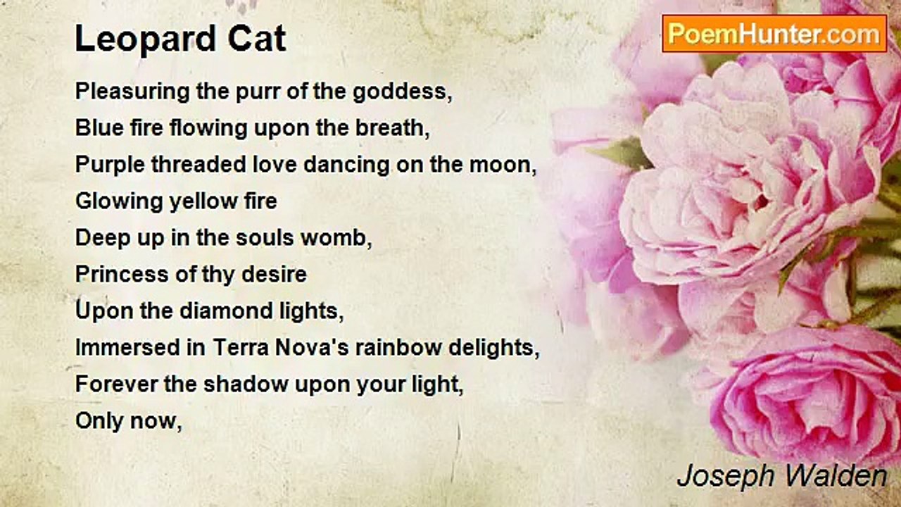 Joseph Walden - Leopard Cat