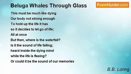 B.B. Loring - Beluga Whales Through Glass