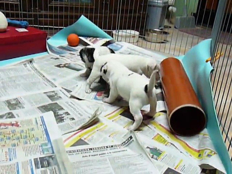 1ère portée de Caly en 2011 (chiots 26j)