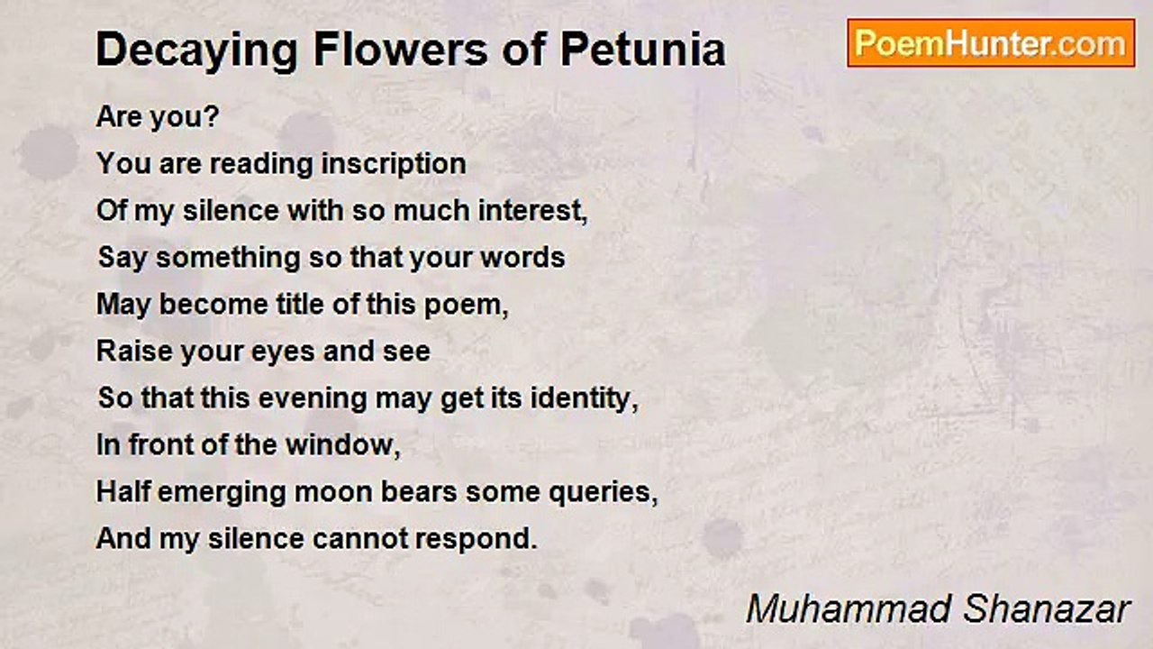 Muhammad Shanazar - Decaying Flowers of Petunia