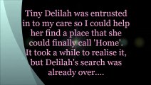 Rescue bunny Delilah finally finds a home
