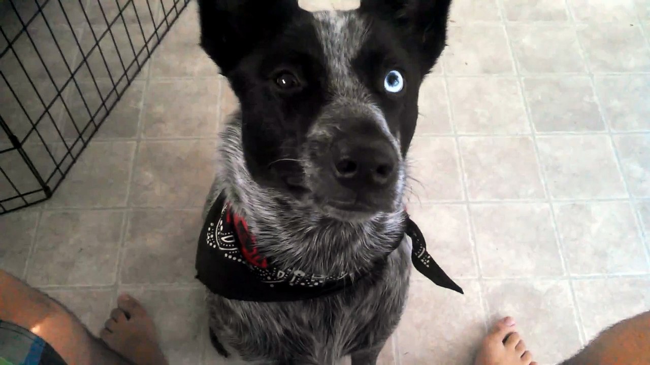 Le chien le plus pratique du monde ramène la bière