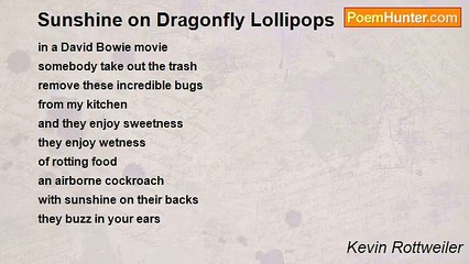 Kevin Rottweiler - Sunshine on Dragonfly Lollipops