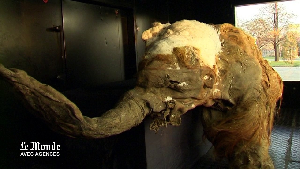 Un bébé mammouth (de 39 000 ans) exposé à Moscou