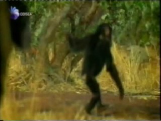 Evolucion de la inteligencia: Hipotesis de la sabana