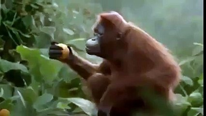 Hahahahah me lot me lot!