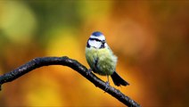 Blue Tit Bird Call Bird Song