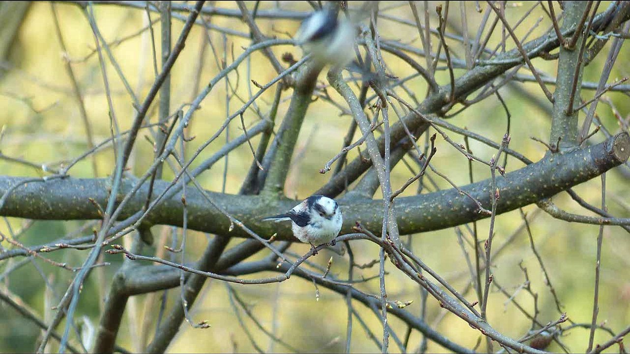 Long Tailed Tit Bird Call Bird Song