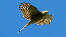 Sparrowhawk Bird Call Bird Song