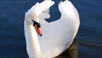 Mute Swan Bird Call Bird Song