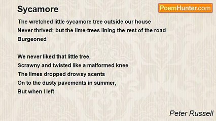 Peter Russell - Sycamore