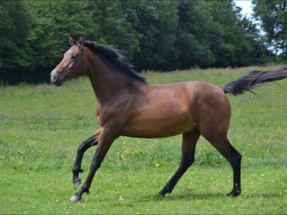 Carnak des Edènes 2ans