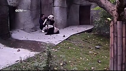 Il tente de donner un médicament à ces deux bébés pandas