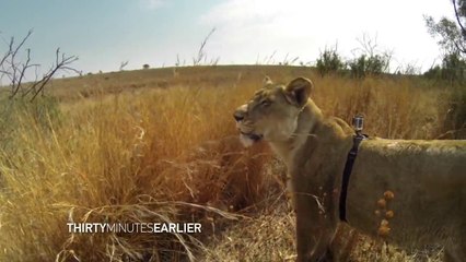 Vivre la chasse d'une lionne comme si vous y étiez : GoPro sur le dos de l'animal!