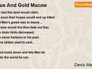 Denis Martindale - Blue And Gold Macaw