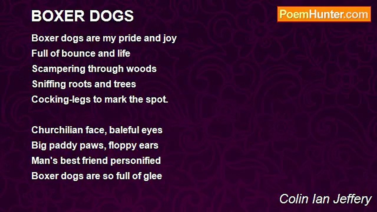 Colin Ian Jeffery - BOXER DOGS