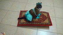Funny Cat Rides Magic Carpet